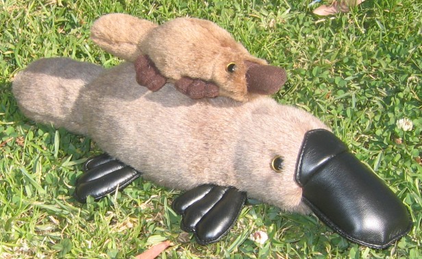 platypus toys