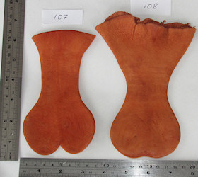 Uniquely shaped kangaroo scrotums